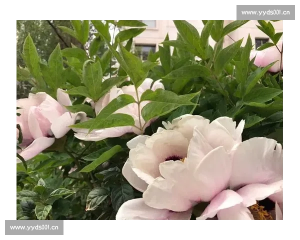 巅峰对决:全球足球冠军赛精彩瞬间全景解析 - 副本 - 副本 (2) 巅峰对决:全球足球冠军赛精彩瞬间全景解析 - 副本 - 副本 (2)